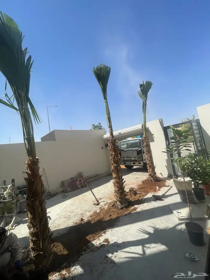 نخيل واشنطن للبيع بجميع انواع المقاسات لتواصل 5