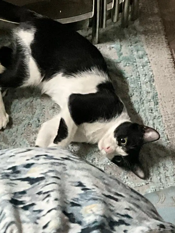 قطة للتبني 0