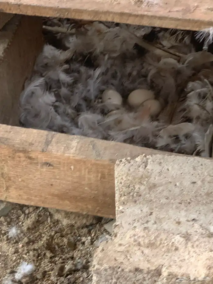 بط مصري 4