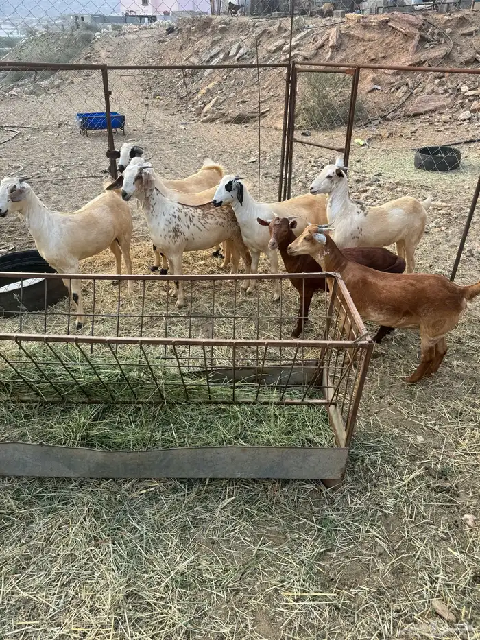جفار تأسيس مراح 4