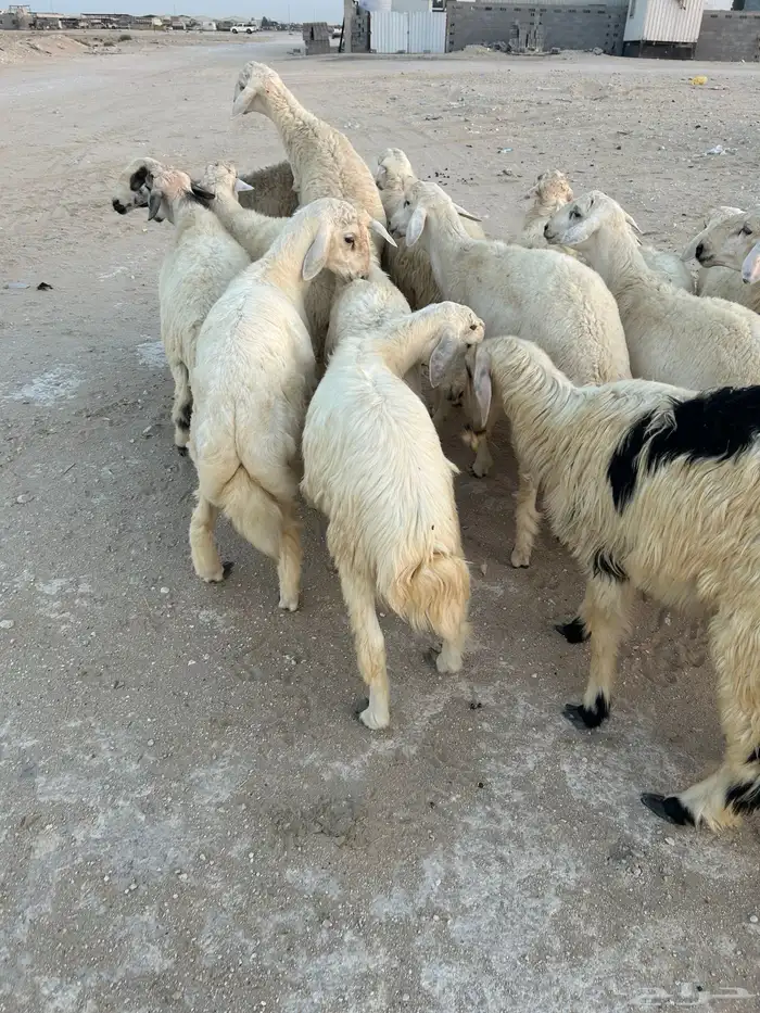 حريه ونجدي 2