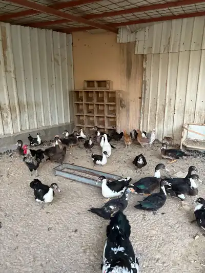 بط للبيع 0