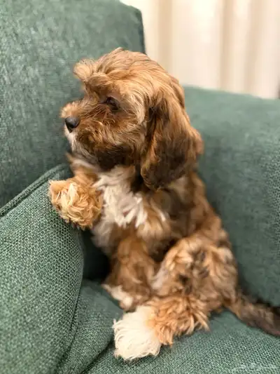 shih poo dogs for sale كلاب شيبو للبيع index
