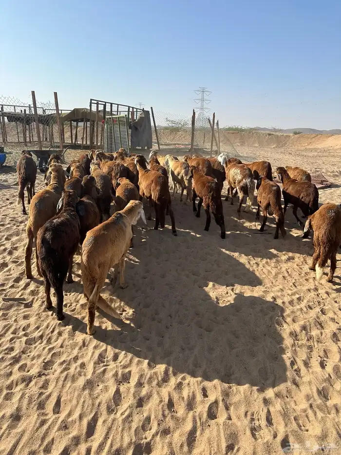 طليان سواكني حمري (تم البيع) 8