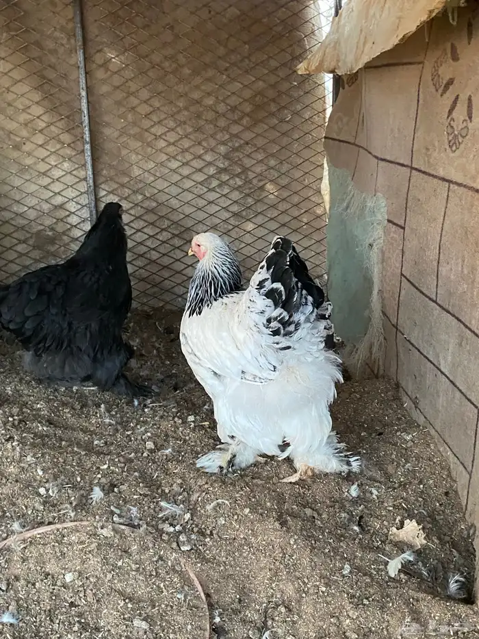 دجاج برهما 5
