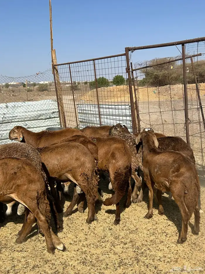 طليان سواكن مرابي 0
