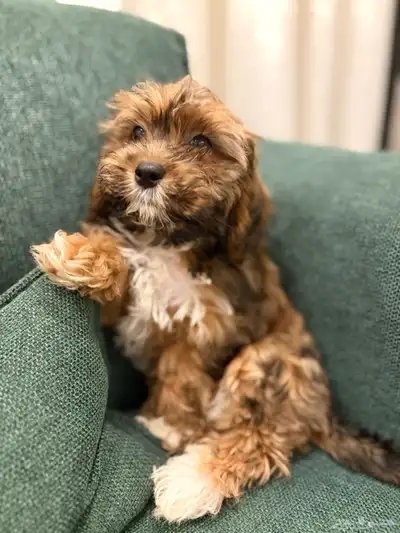 shih poo dogs for sale كلاب شيبو للبيع index