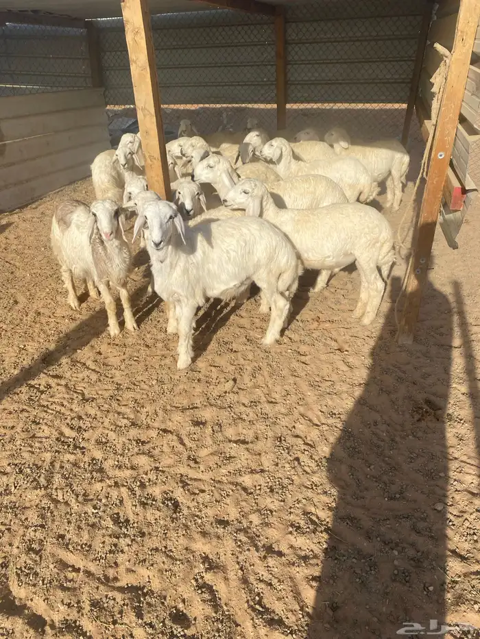 طليان 8