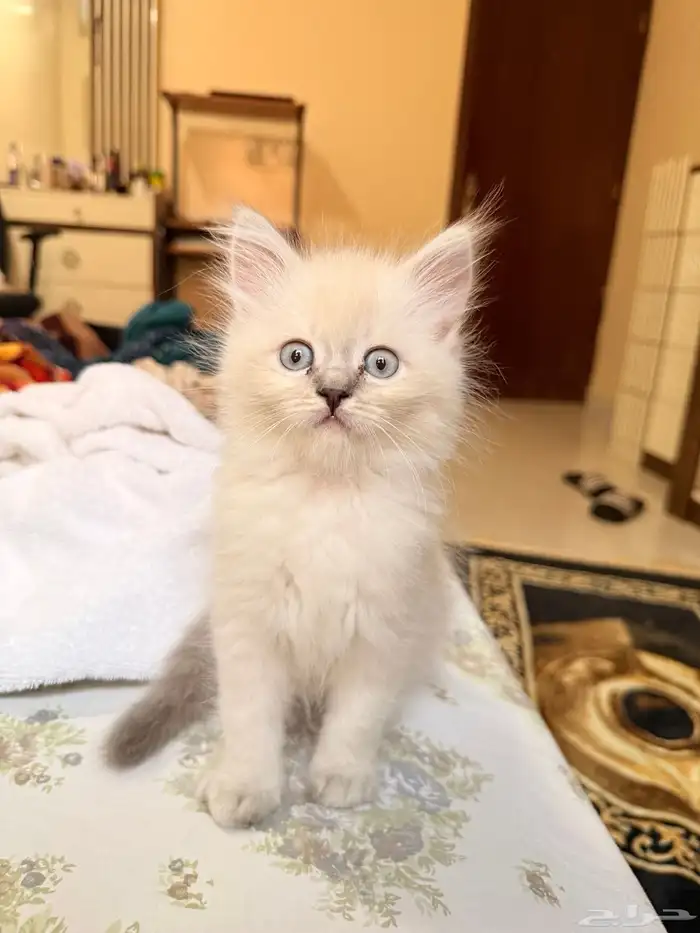 قطط للبيع. قطط صغيرة للبيع. 0