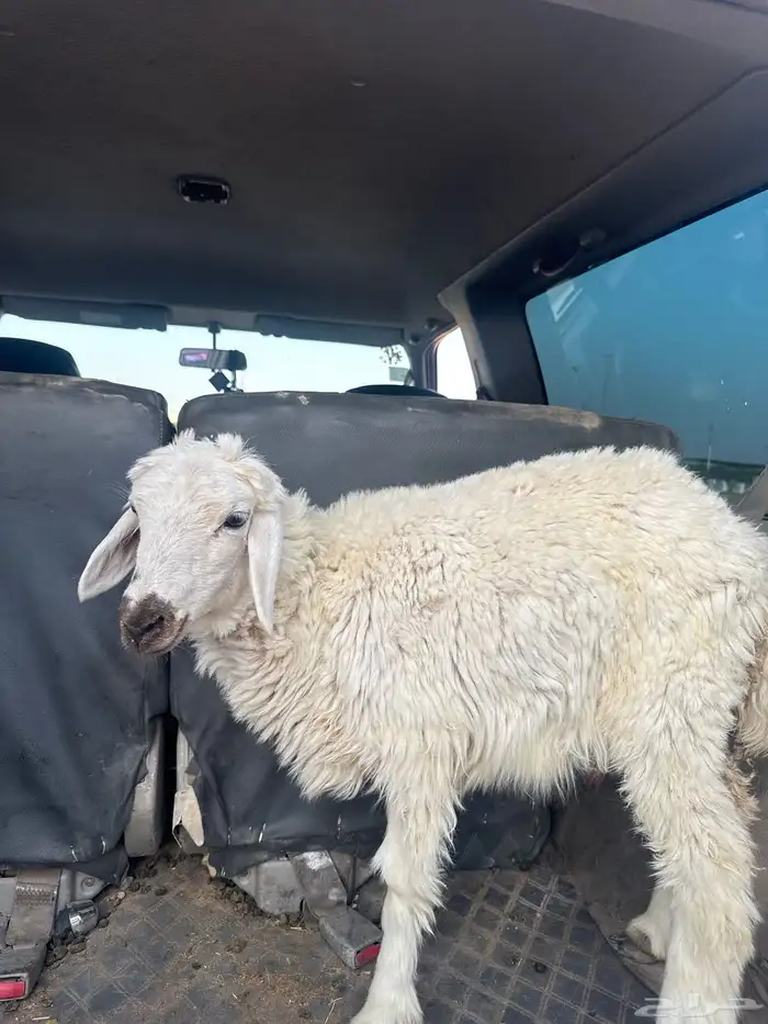 تبوك 2