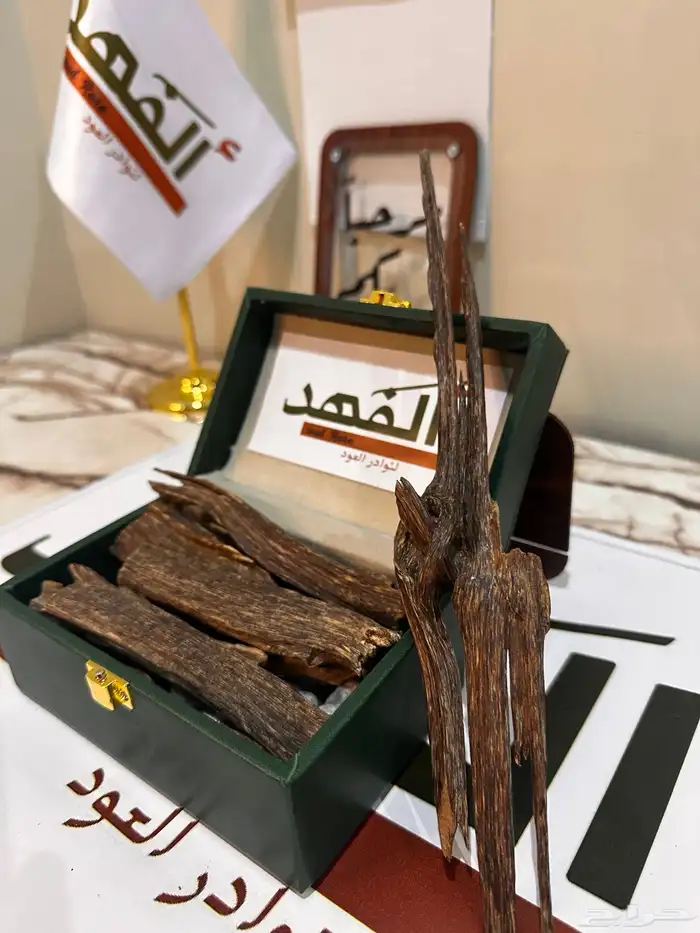 الفهد لنوادر العود الان في المنطقه الجنوبية 27