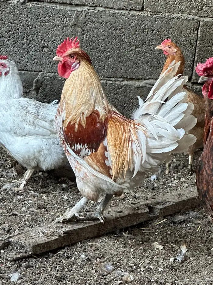 ديوك أمريكي مع دجاج بلدي تبارك الرحمن 4