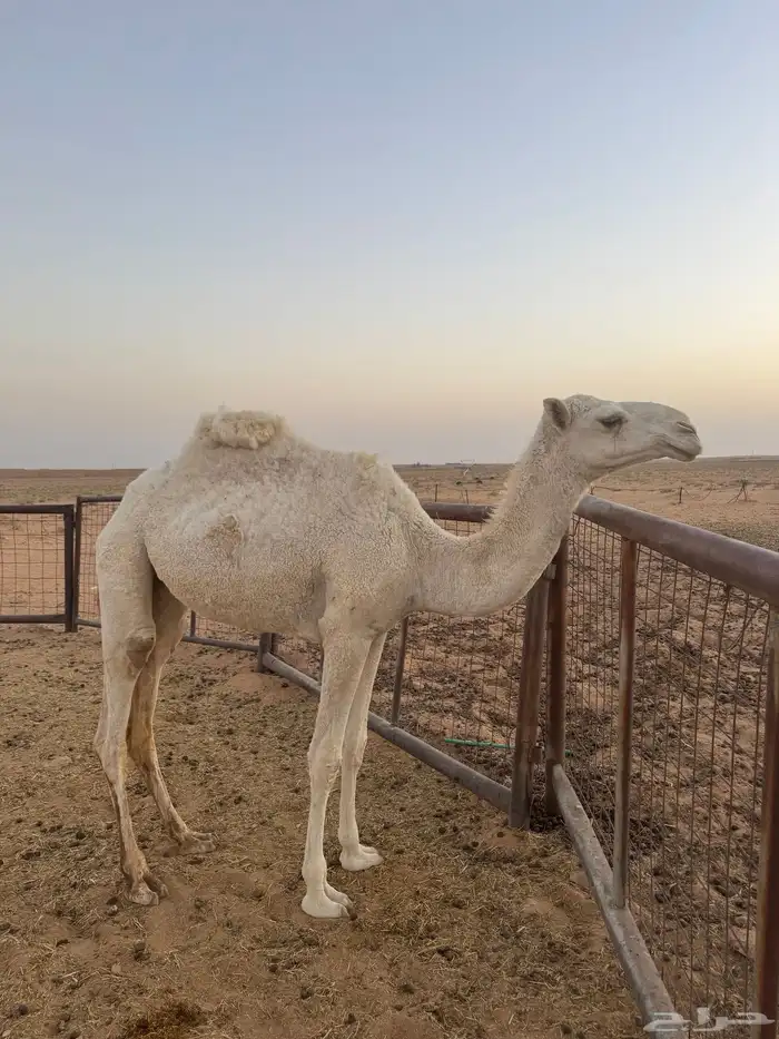 حقه وضحا كفو 2