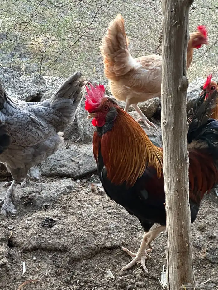 ديوك أمريكي مع دجاج بلدي تبارك الرحمن 7