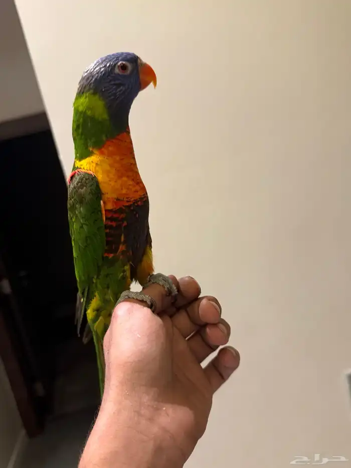 لوري اليف جدا لعوب متكلم لايجي الا الصامل 0