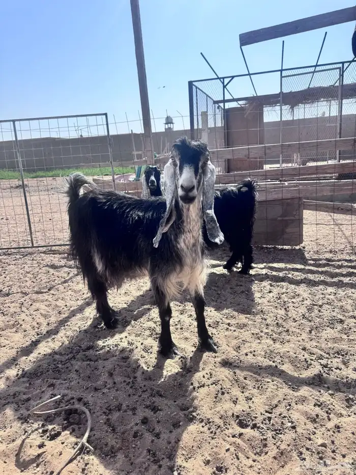 عنز مضرع (سونار) ( تم البيع ) 3