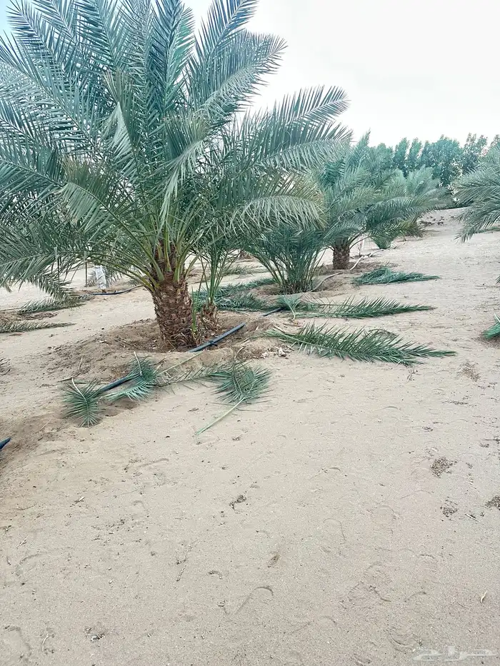 نخل للبيع 3