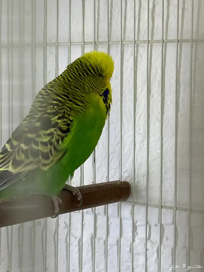 للبيع انثى بادجي انجليزي 0