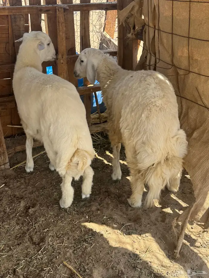 طليان سمان 0