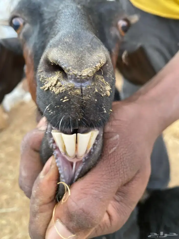 معزاء دغس 3 تحتها 3 عنقان مشروطه من جميع العذاريب 2