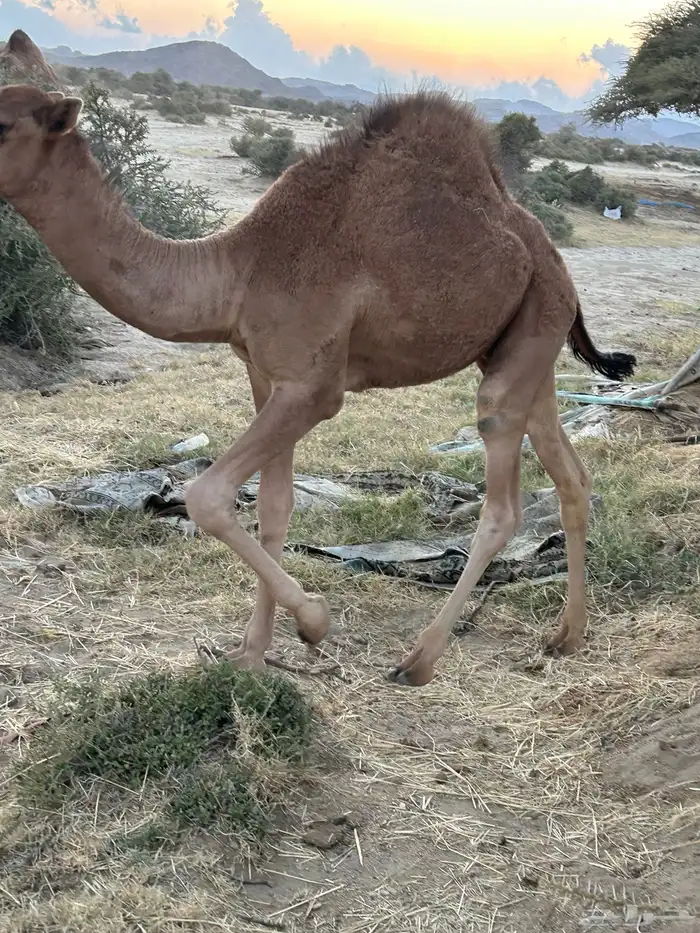 حاشي على حليب 5
