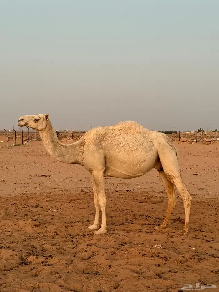 لقحات قريبات سليمات العذاريب 7