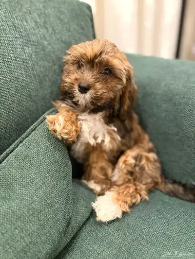 shih poo dogs for sale كلاب شيبو للبيع index