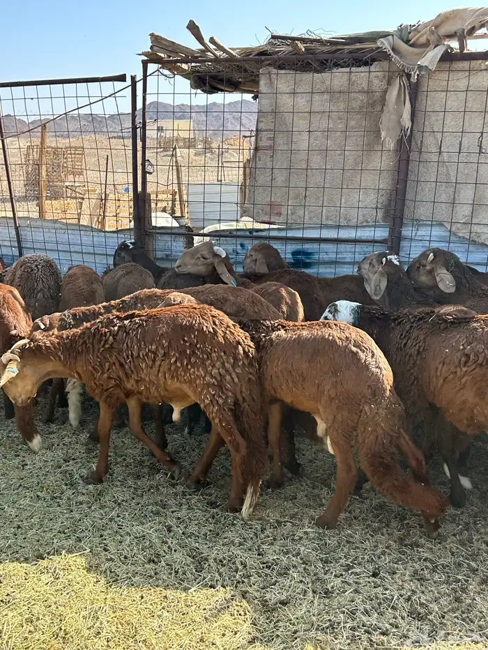 طليان سواكن مرابي 3