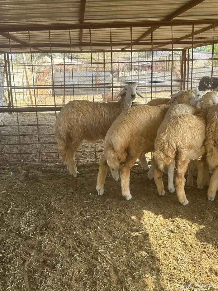 رخال حريه مراح واحد 5