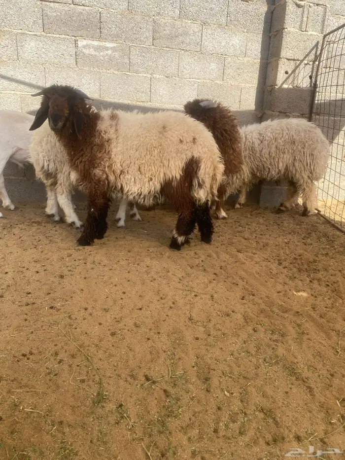 خرفان نعيمي 1