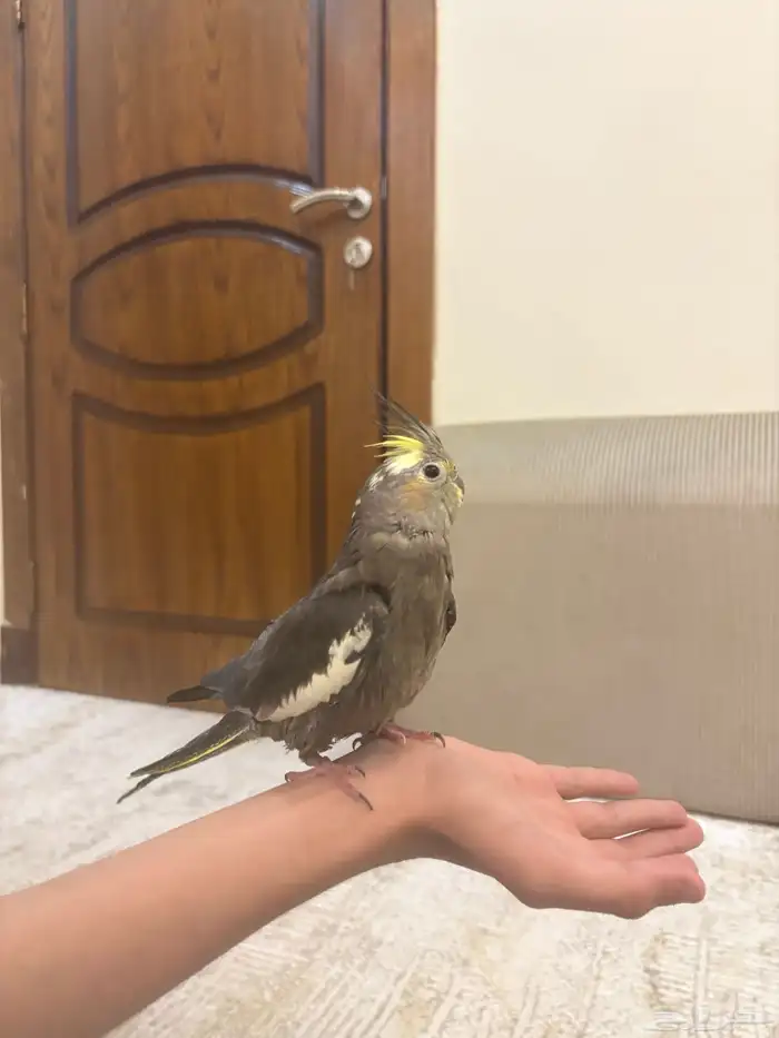 ببغاء كروان اليف 0