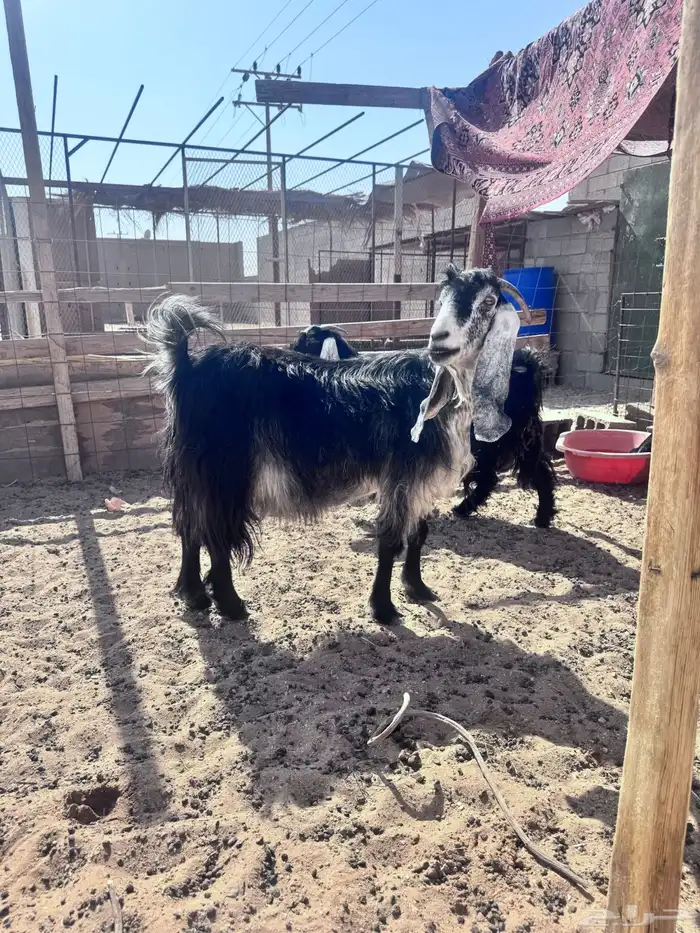 عنز مضرع (سونار) ( تم البيع ) 0