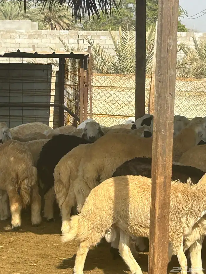 رخال حريه مراح واحد 8