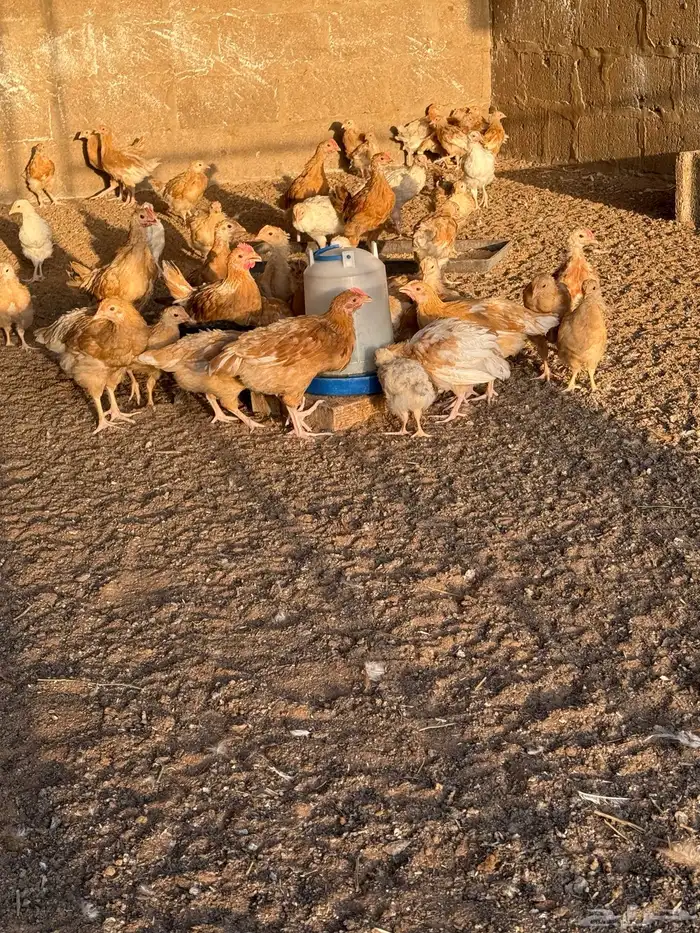 صوص تركي 2