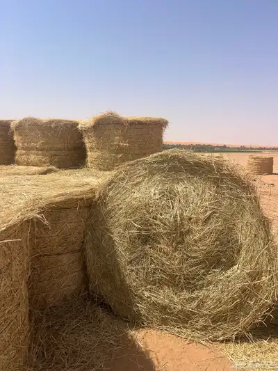 رودس نضيف وا نعم شد اصغر من التمتيك شوي الموقع في الحماده index