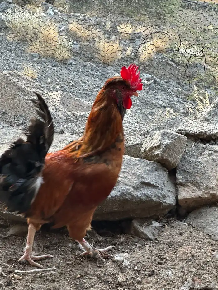 ديوك أمريكي مع دجاج بلدي تبارك الرحمن 8