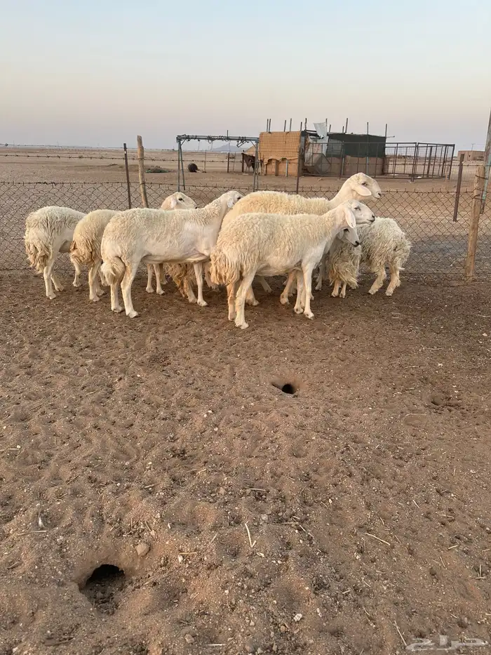 حريات طيبه 4