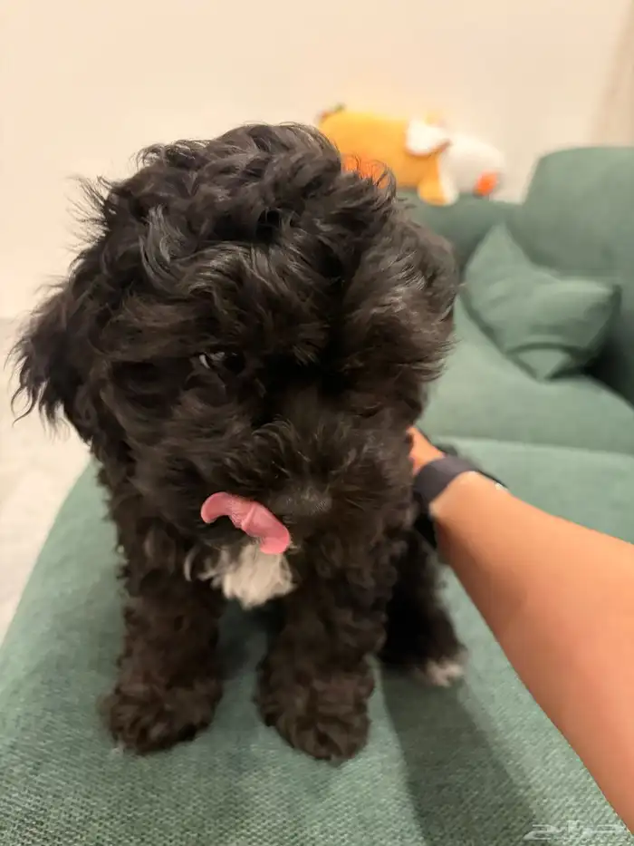 shih poo dogs for sale كلاب شيبو للبيع 31
