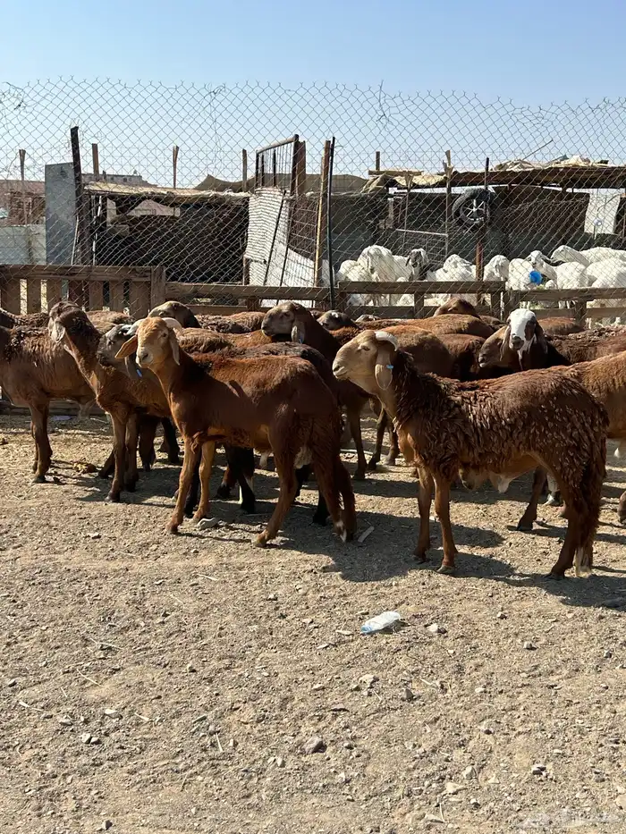 طليان سواكن مرابي 6