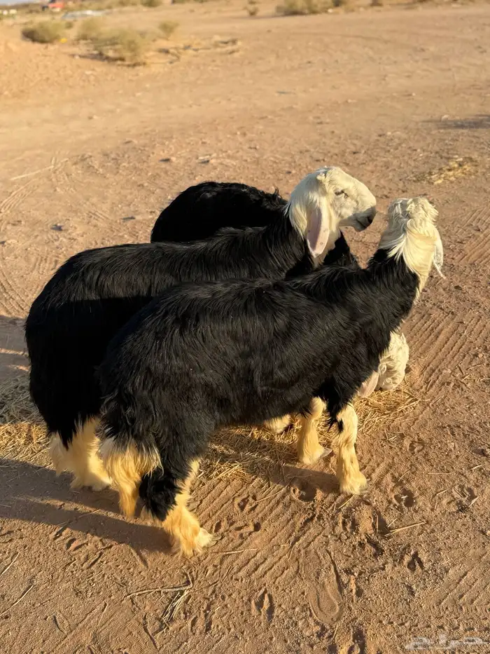 مشروع نجدي 2