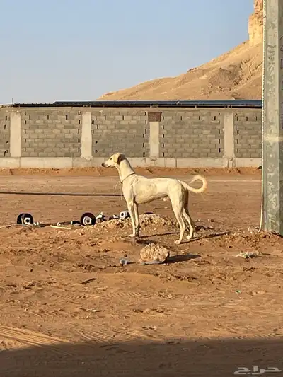 سلوقي index