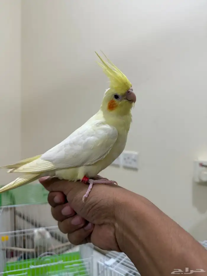 ببغاء كروان اليييف 0