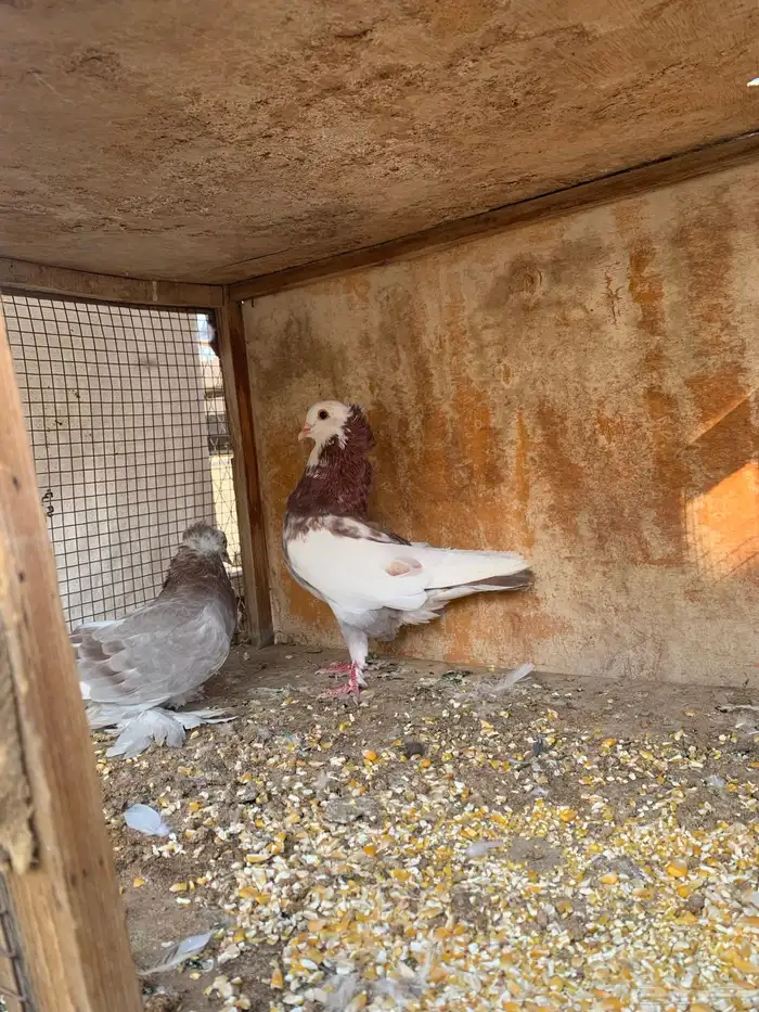 حمام زينه 0