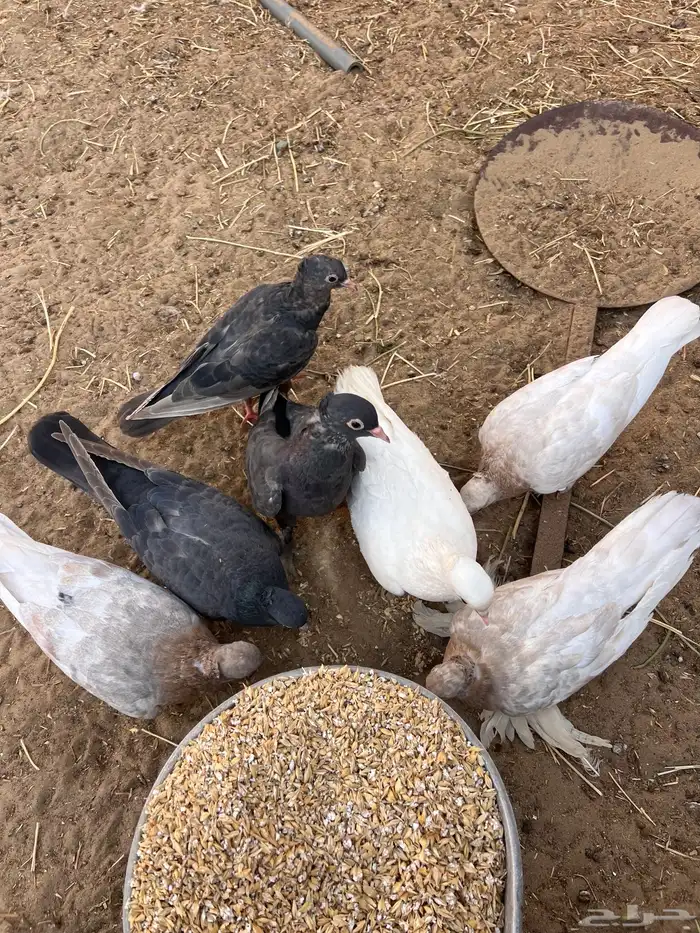 حمام صنعاني منتج 0