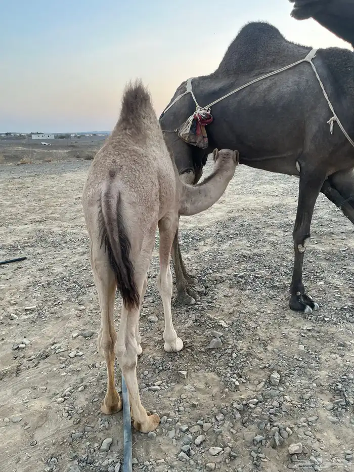 عشرا منيحه 4