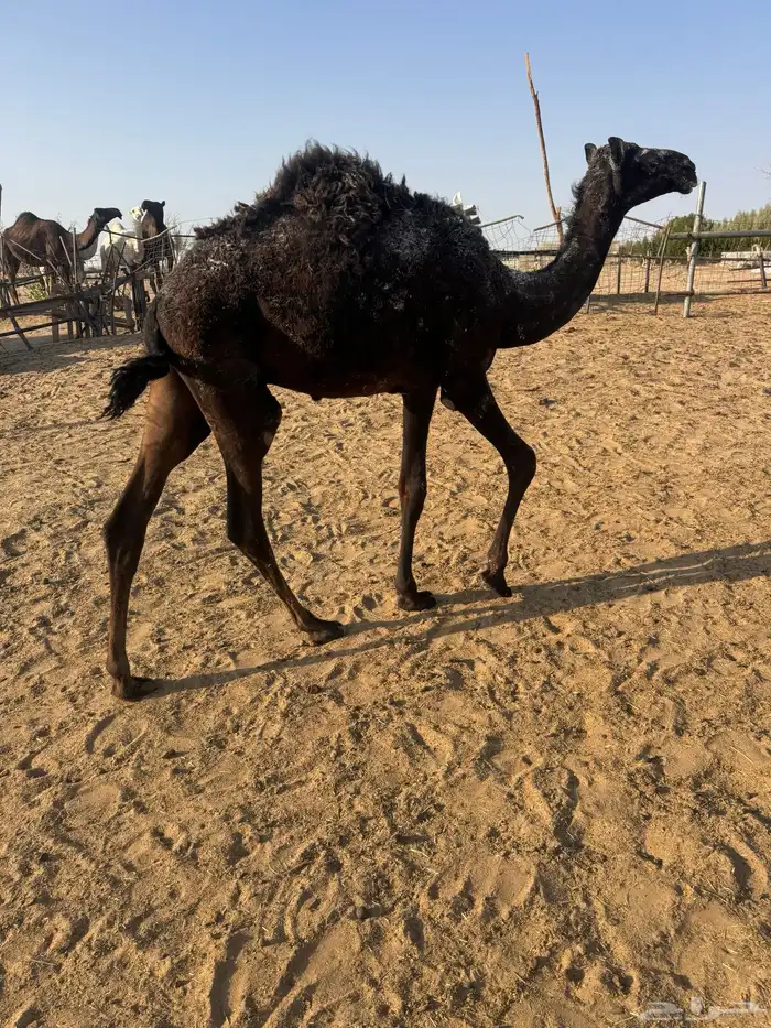 قعود 1