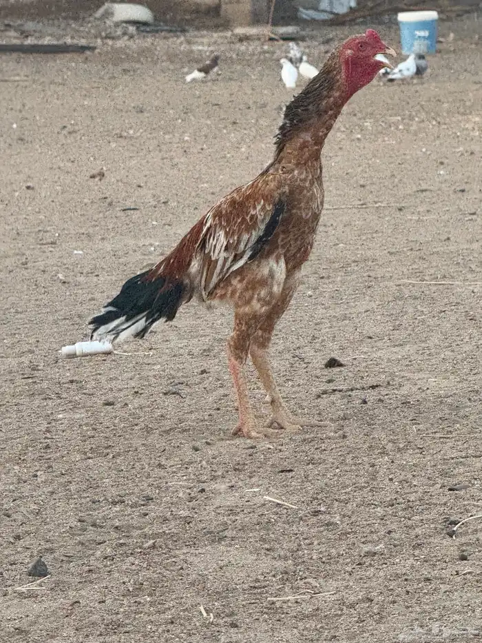 ديك سندي (تم البيع) 0