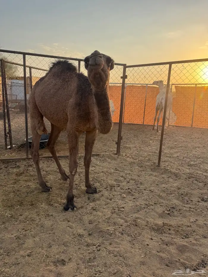 بكره طيبه للبيع 3