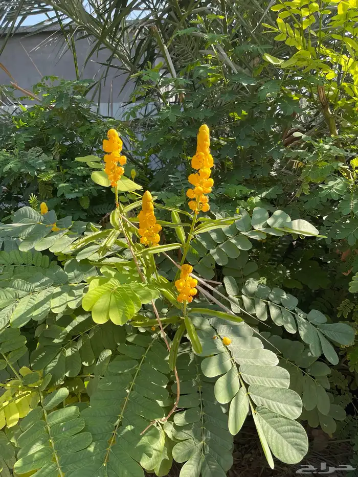 شتلات اشجار مثمرة Fruit Trees 5