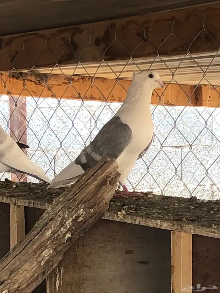 زاجل فراشة وزاجل رديوس وزاجل مكاتيف للبيع 8